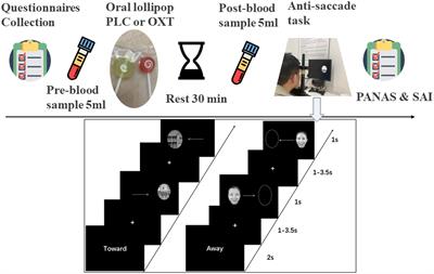 Oro-mucosal administration of oxytocin using medicated lollipops alters social attention, similar to intranasal and lingual routes: Implications for therapeutic use